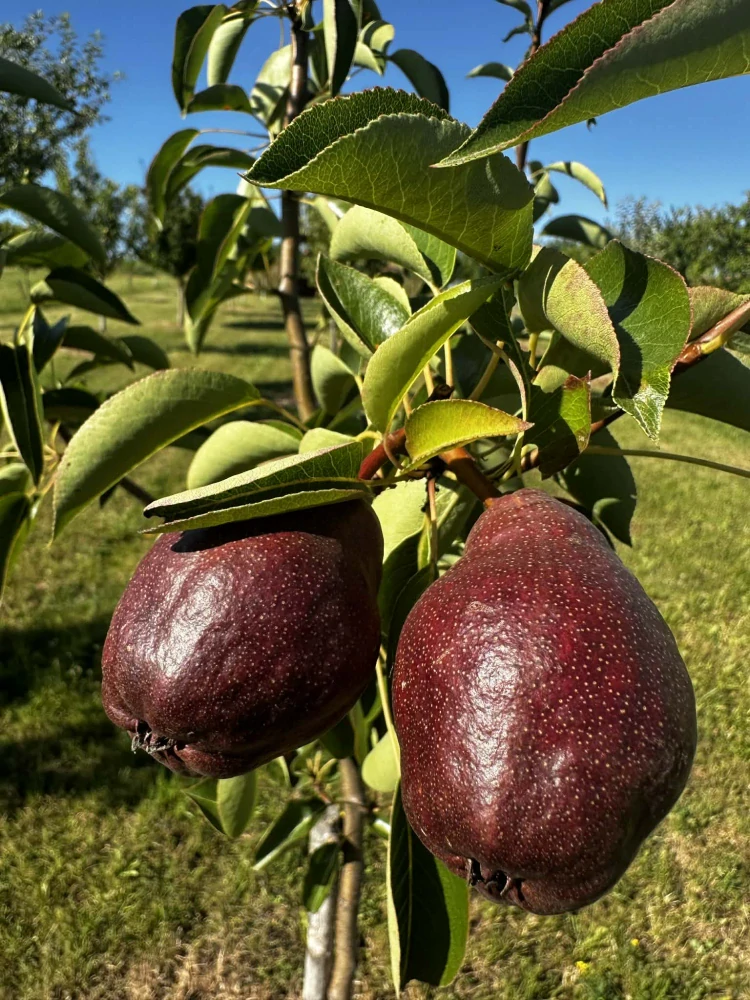 Hruškovide odrůda Williams červená 48%, 500 ml