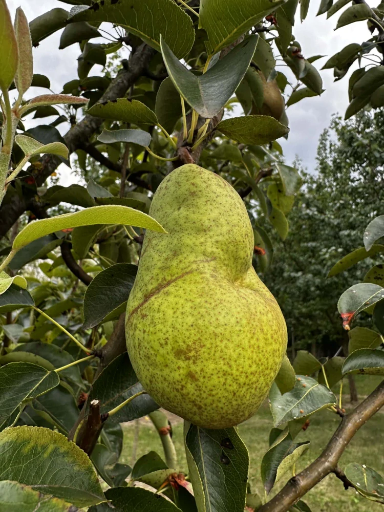 Hruškovice odrůda Williamsova čáslavka 48%, 500 ml  