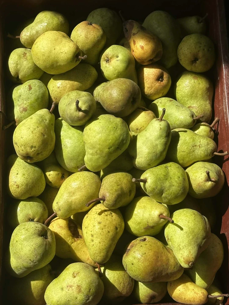 Hruškovice odrůda Williamsova čáslavka 48%, 500 ml  