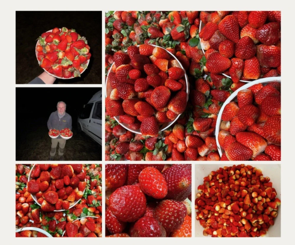 GIN Berry Alchemy 44% - 500 ml