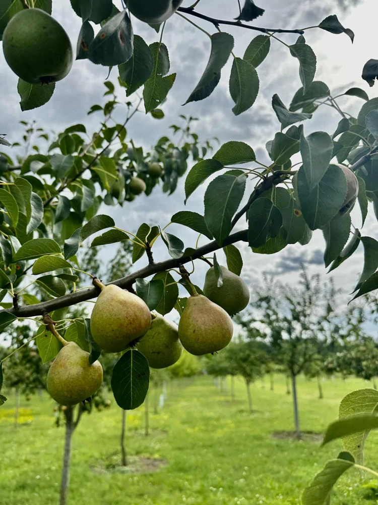 Hruškovice odůrda Krvavka 48% - 500 ml
